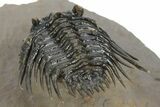 Spiny Leonaspis Trilobite - Amazing Flying Preparation #241436-5